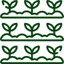 cultivo